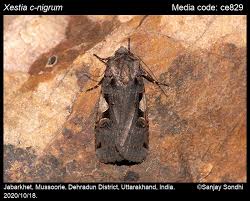 Attēlu rezultāti vaicājumam “Xestia c-nigrum”