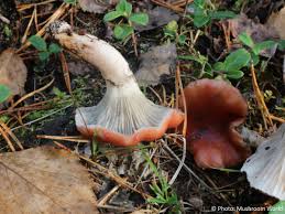 Attēlu rezultāti vaicājumam “Gomphidius roseus”