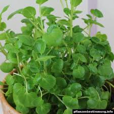 Image result for Brunnenkresse