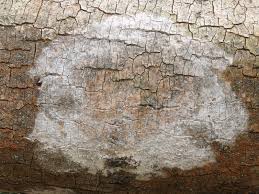 Attēlu rezultāti vaicājumam “Athelia arachnoidea”