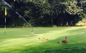 Image result for Thames Ditton & Esher Golf Club
