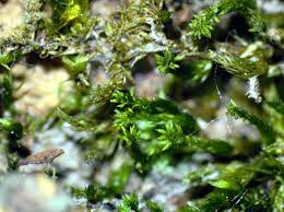 Attēlu rezultāti vaicājumam “Platyhypnidium riparioides”