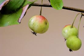 Attēlu rezultāti vaicājumam “Malus prunifolia”