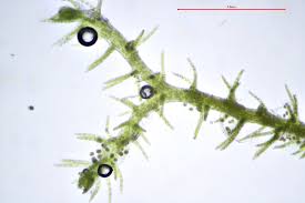 Attēlu rezultāti vaicājumam “Blepharostoma trichophyllum sporophyte”