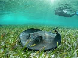 Image result for Hypanus americanus