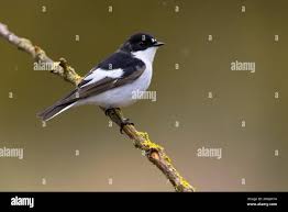 Attēlu rezultāti vaicājumam “Ficedula hypoleuca”