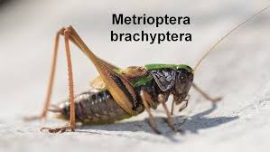 Attēlu rezultāti vaicājumam “Metrioptera brachyptera”