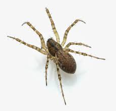 Attēlu rezultāti vaicājumam “Neriene montana”