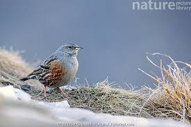 Image result for Prunella collaris