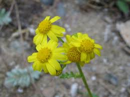 Attēlu rezultāti vaicājumam “Senecio vernalis leaf”