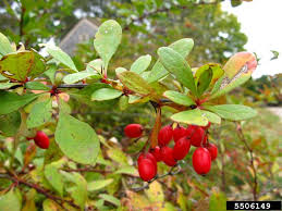 Attēlu rezultāti vaicājumam “Berberis vulgaris fruit”