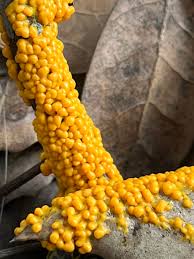 Attēlu rezultāti vaicājumam “Leocarpus fragilis var. bisporus spores”