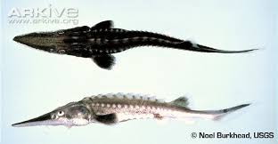 Image result for Acipenser desotoi
