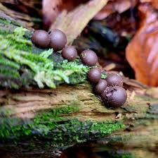Attēlu rezultāti vaicājumam “Lycogala cf. fossiculatum macro”