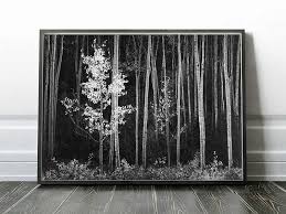 Image result for Ansel Adams Aspens New Mexico