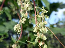 Attēlu rezultāti vaicājumam “Fallopia dumetorum”