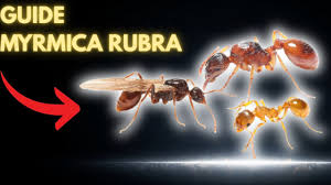 Attēlu rezultāti vaicājumam “Myrmica rubra”