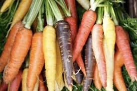 Attēlu rezultāti vaicājumam “Daucus carota subsp. carota fruit”