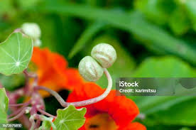Attēlu rezultāti vaicājumam “Tropaeolum majus bud”