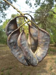 Attēlu rezultāti vaicājumam “Gymnocladus dioicus leaf”