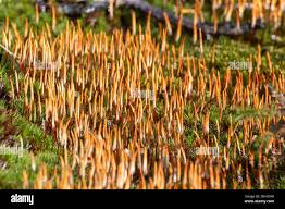 Attēlu rezultāti vaicājumam “Polytrichum piliferum sporophyte”