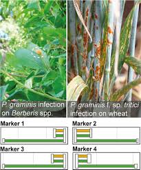 Attēlu rezultāti vaicājumam “Puccinia agrostidis”