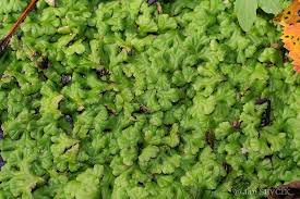 Attēlu rezultāti vaicājumam “Ricciocarpos natans”