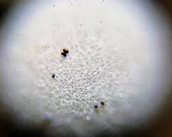 Attēlu rezultāti vaicājumam “Didymium annulisporum”