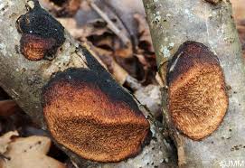 Attēlu rezultāti vaicājumam “Dichomitus campestris”