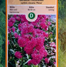 Image result for Pechnelke