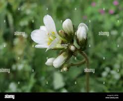Attēlu rezultāti vaicājumam “Saxifraga granulata leaf”