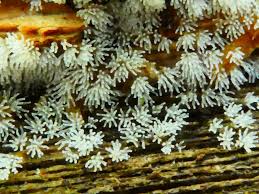 Attēlu rezultāti vaicājumam “Ceratiomyxa fruticulosa spores”