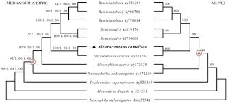 Attēlu rezultāti vaicājumam “Aleurochiton aceris”