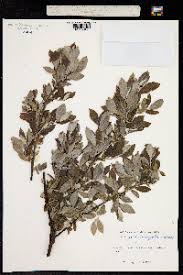 Attēlu rezultāti vaicājumam “Salix myrsinifolia”