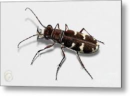 Attēlu rezultāti vaicājumam “Cicindela hybrida”