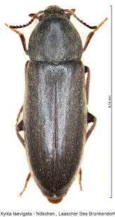 Attēlu rezultāti vaicājumam “Xylita laevigata”