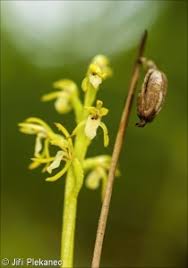 Attēlu rezultāti vaicājumam “Corallorhiza trifida fruit”