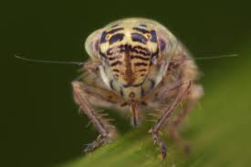 Attēlu rezultāti vaicājumam “Macrosteles sp. nymph”