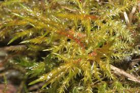 Attēlu rezultāti vaicājumam “Calliergonella cuspidata sporophyte”