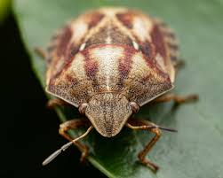 Attēlu rezultāti vaicājumam “Eurygaster testudinaria”