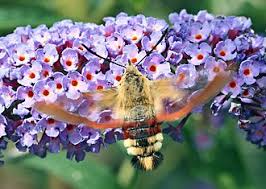 Attēlu rezultāti vaicājumam “Hemaris fuciformis”