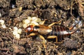 Attēlu rezultāti vaicājumam “Forficula auricularia female”