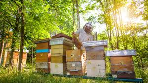 Image result for Northwich Predators