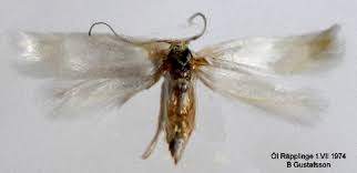 Attēlu rezultāti vaicājumam “Elachista argentella”