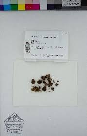 Attēlu rezultāti vaicājumam “Fossombronia wondraczekii”