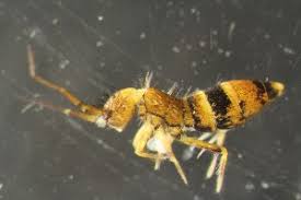 Attēlu rezultāti vaicājumam “Orchesella sp.”