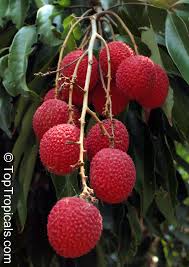 Image result for Litchi chinensis