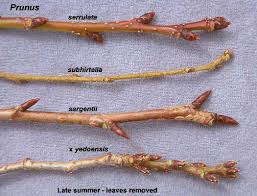 Attēlu rezultāti vaicājumam “Prunus cerasifera var. divaricata bud”