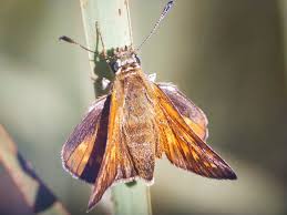 Attēlu rezultāti vaicājumam “Ochlodes sylvanus”