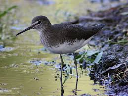 Attēlu rezultāti vaicājumam “Tringa ochropus”